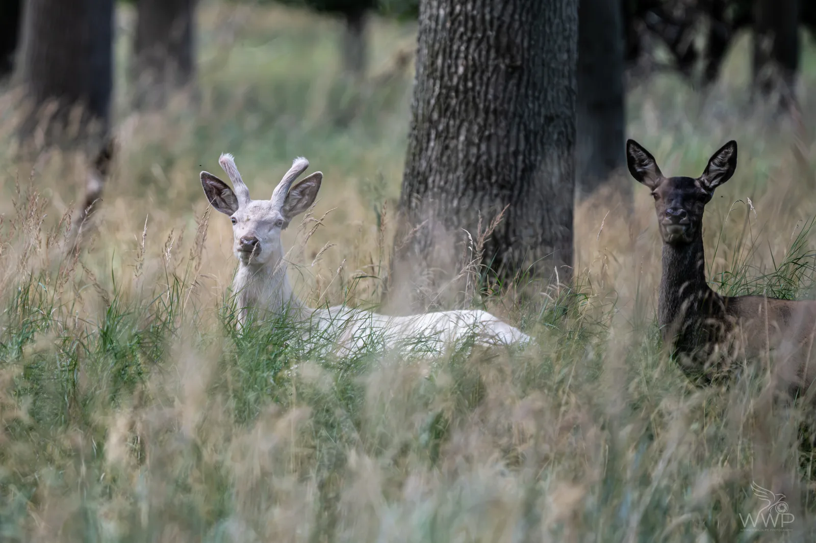 A white fallow deer with velvet antlers lies in tall grass next to a dark brown fallow deer near a tree trunk.