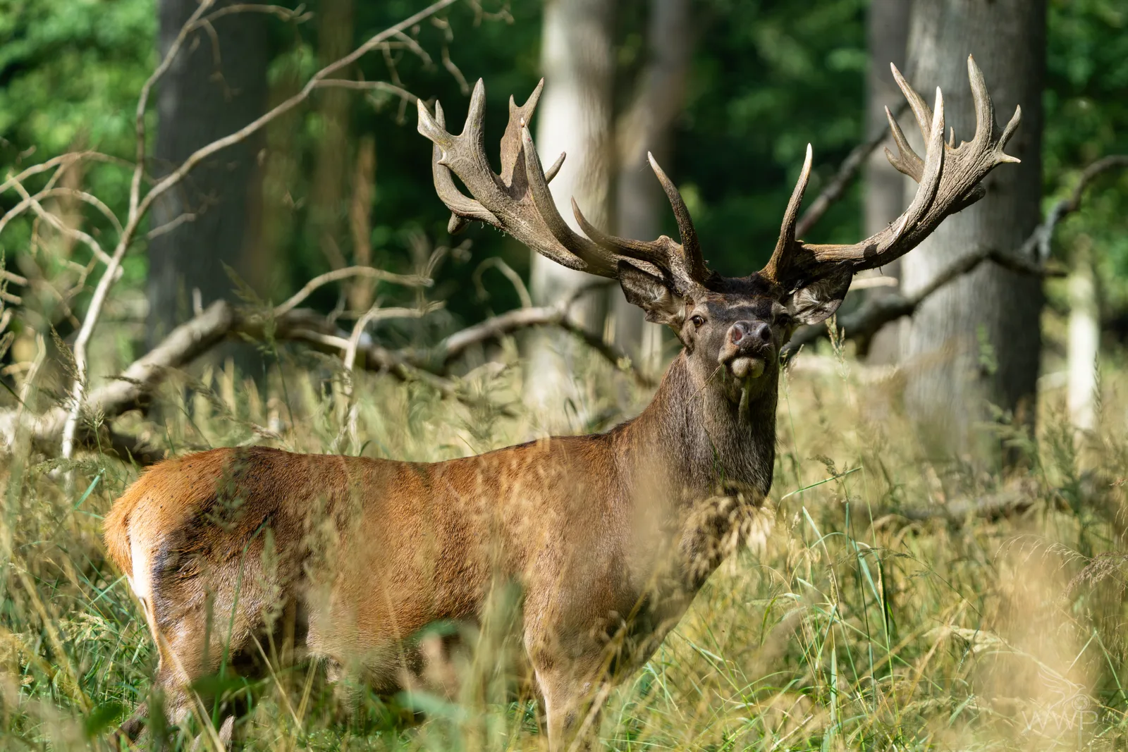 A large red deer stag with massive branched antlers standing in tall grass in a sunny woodland clearing, looking forward.