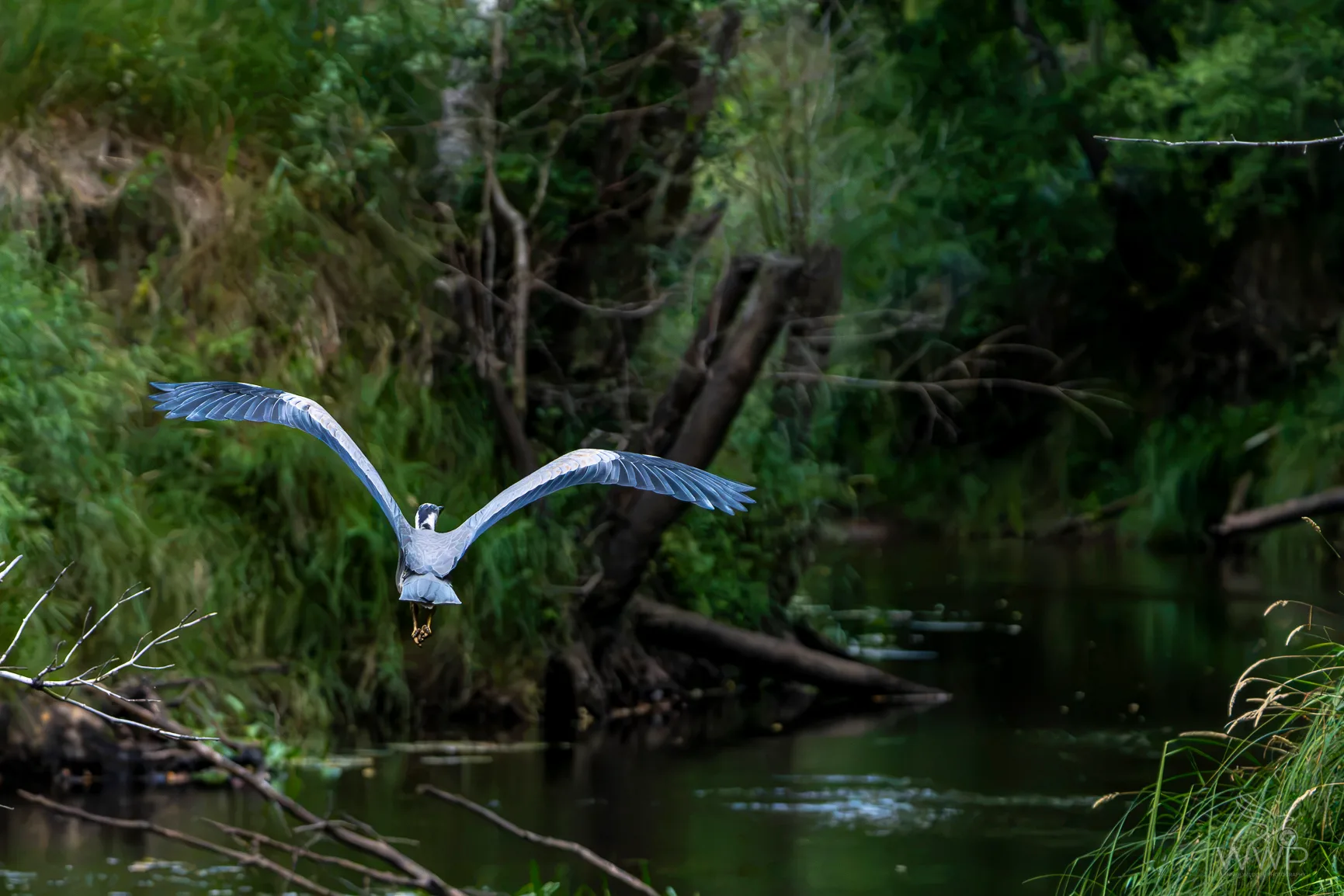 Rear view of a grey heron flying low over a dark forest river with outstretched wings.