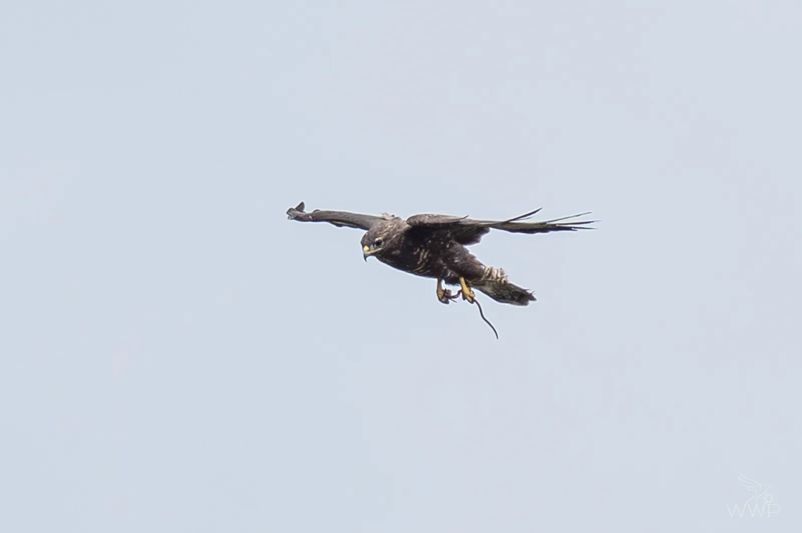 A dark brown raptor flying against an even overcast sky with a small snake dangling from its yellow talons.