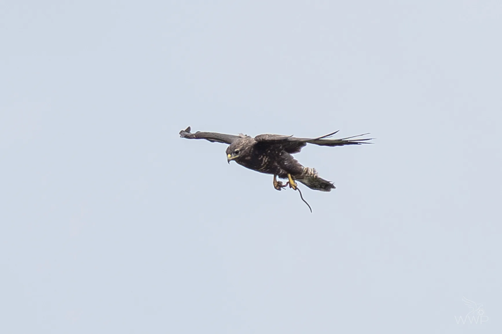 A dark brown raptor flying against an even overcast sky with a small snake dangling from its yellow talons.