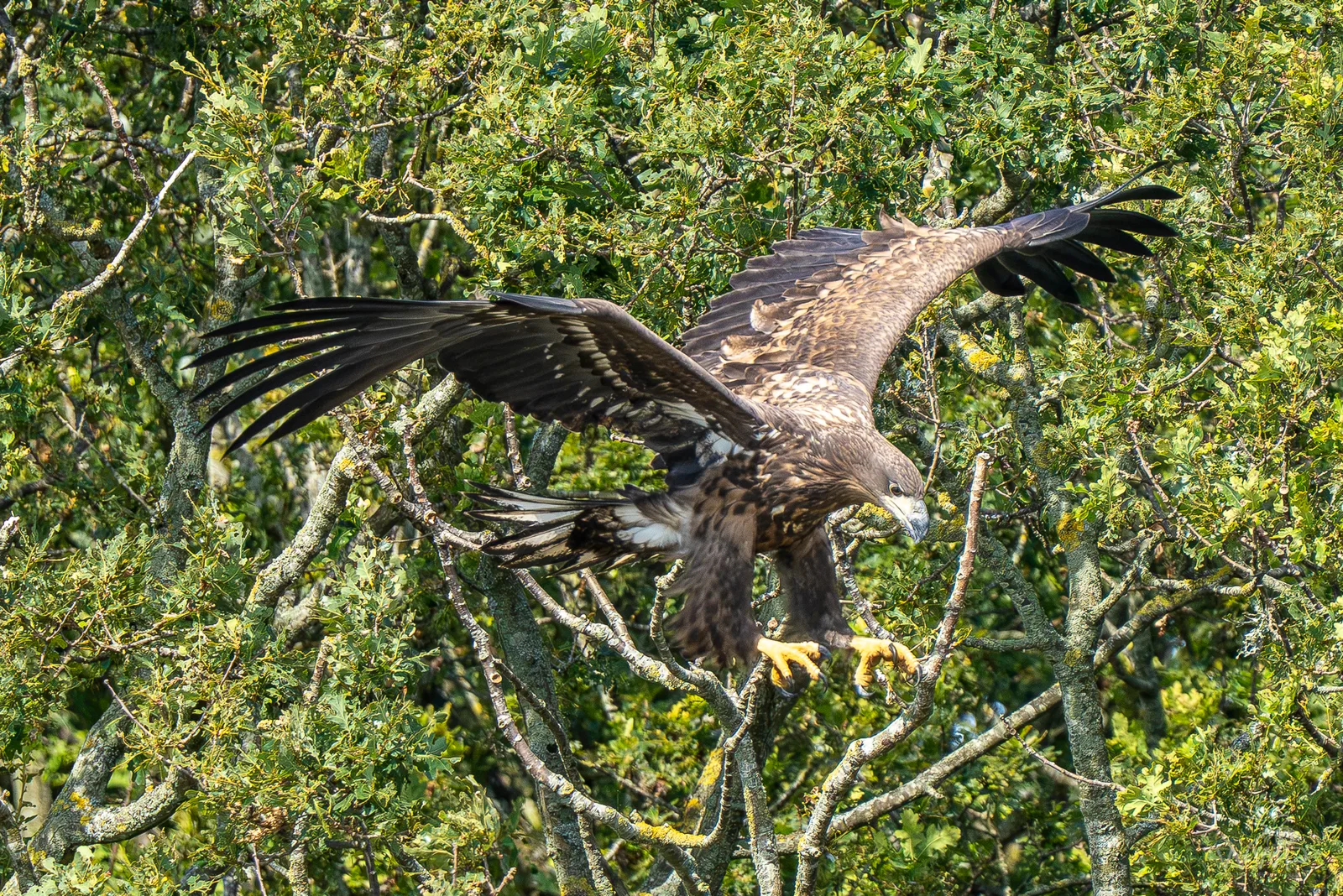 Juvenile white-tailed eagle spreading wide wings and extending yellow talons while landing in a green tree canopy.