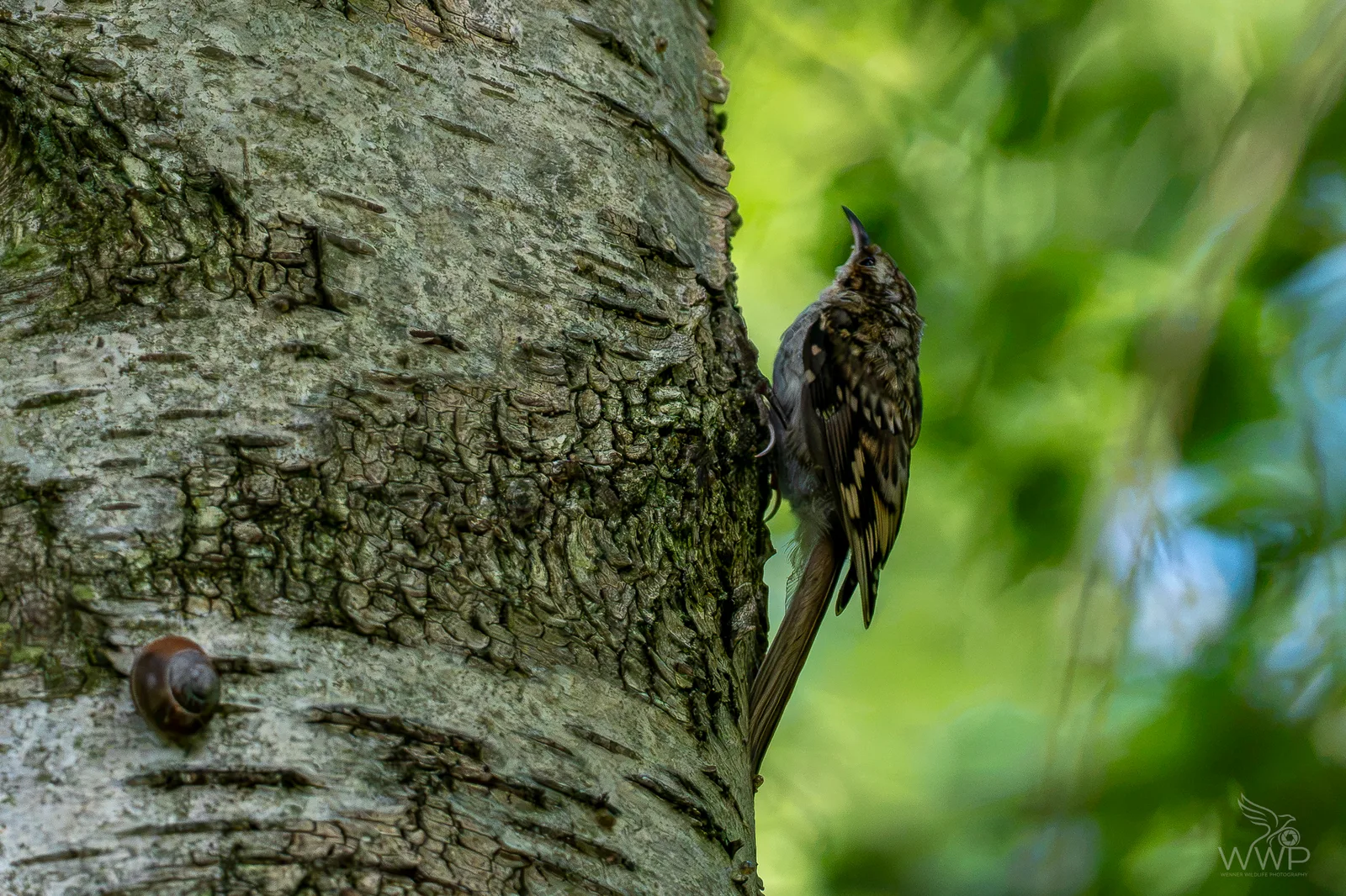 A small brown treecreeper bird with a curved beak clings to textured birch tree bark with a small snail nearby.
