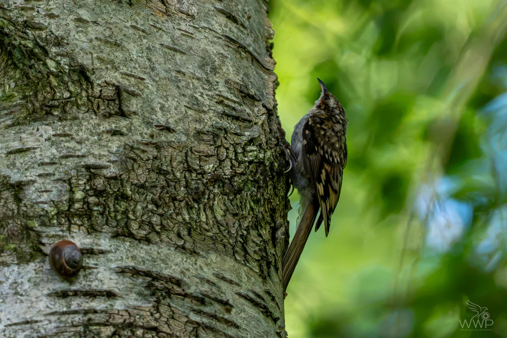 A small brown treecreeper bird with a curved beak clings to textured birch tree bark with a small snail nearby.
