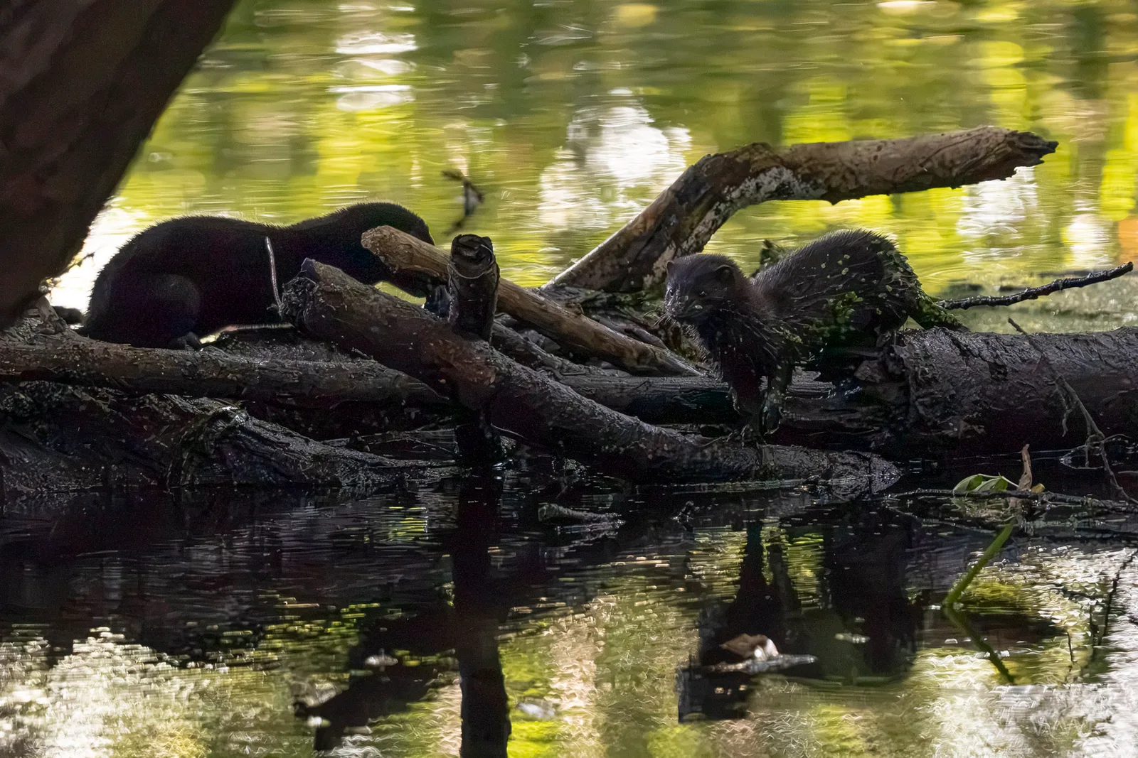 Two dark American minks moving along wet fallen tree trunks over calm reflective water surrounded by green foliage.