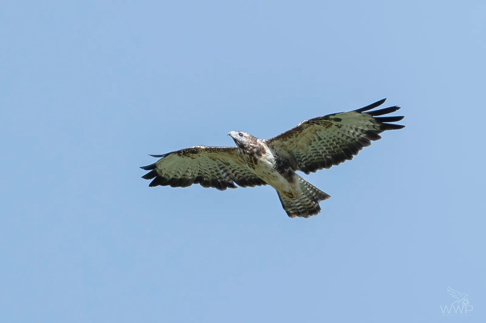 A Common Buzzard in flight viewed from below with outstretched patterned wings against a plain blue sky.