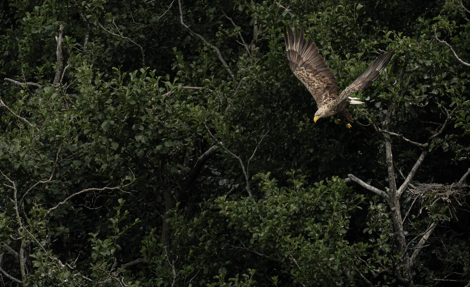 White-tailed eagle banking with wings spread over dense green forest canopy