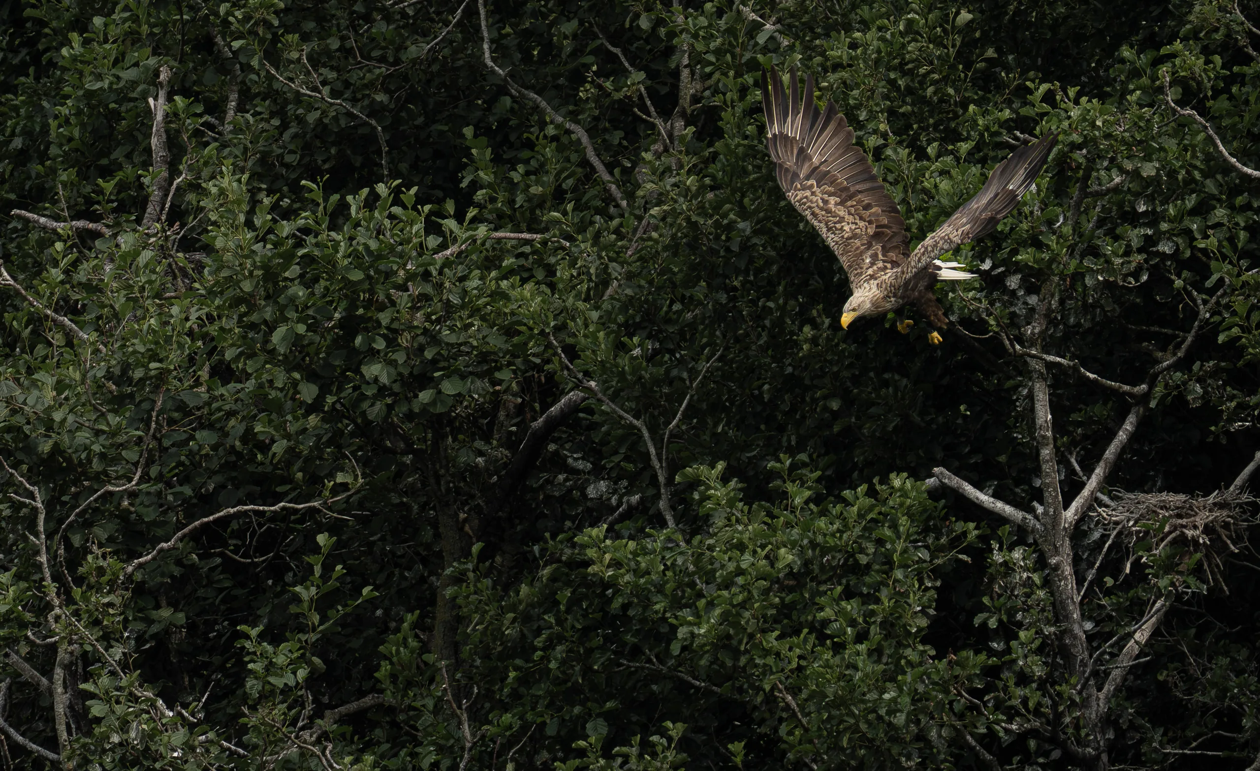 White-tailed eagle banking with wings spread over dense green forest canopy