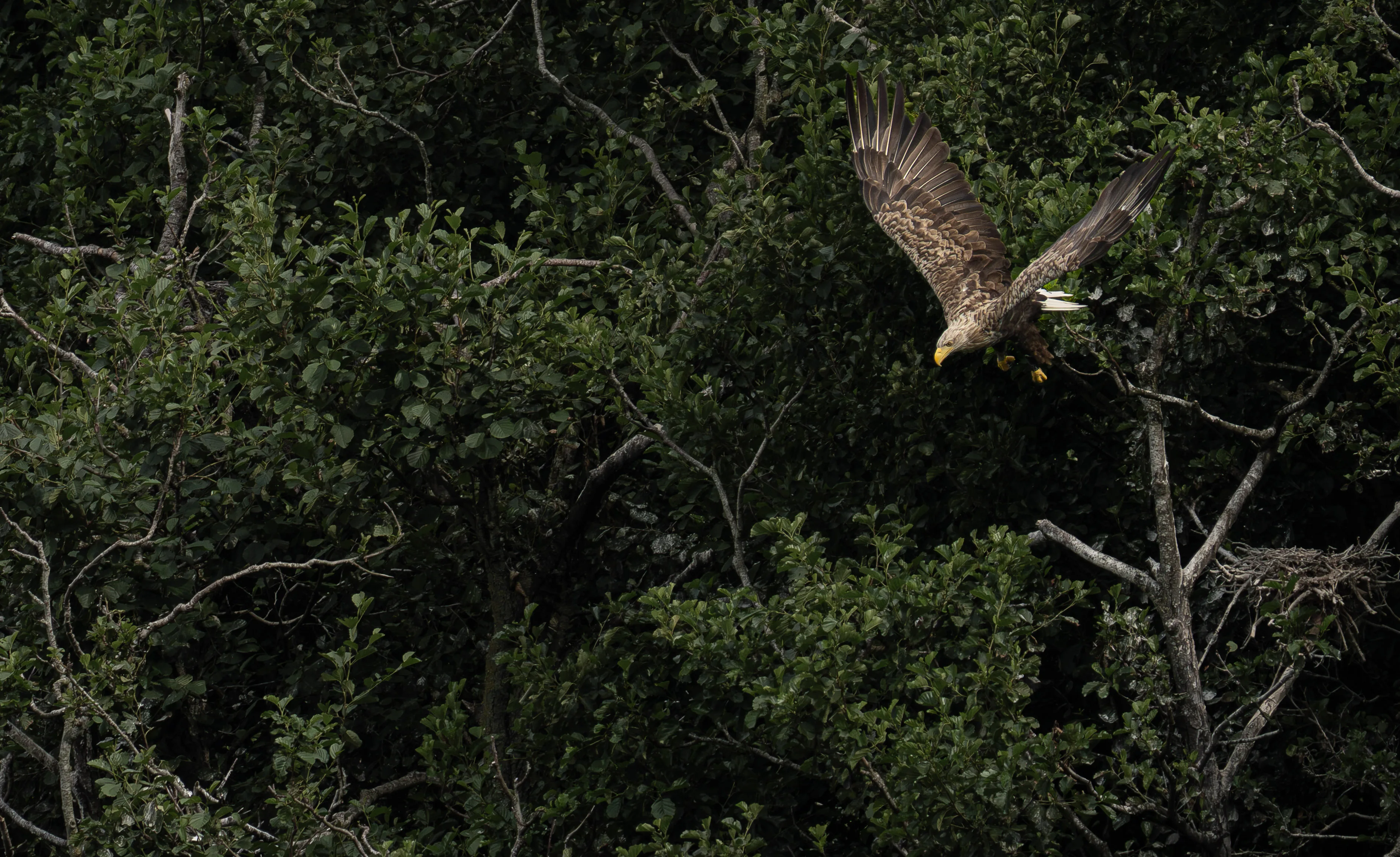 White-tailed eagle banking with wings spread over dense green forest canopy