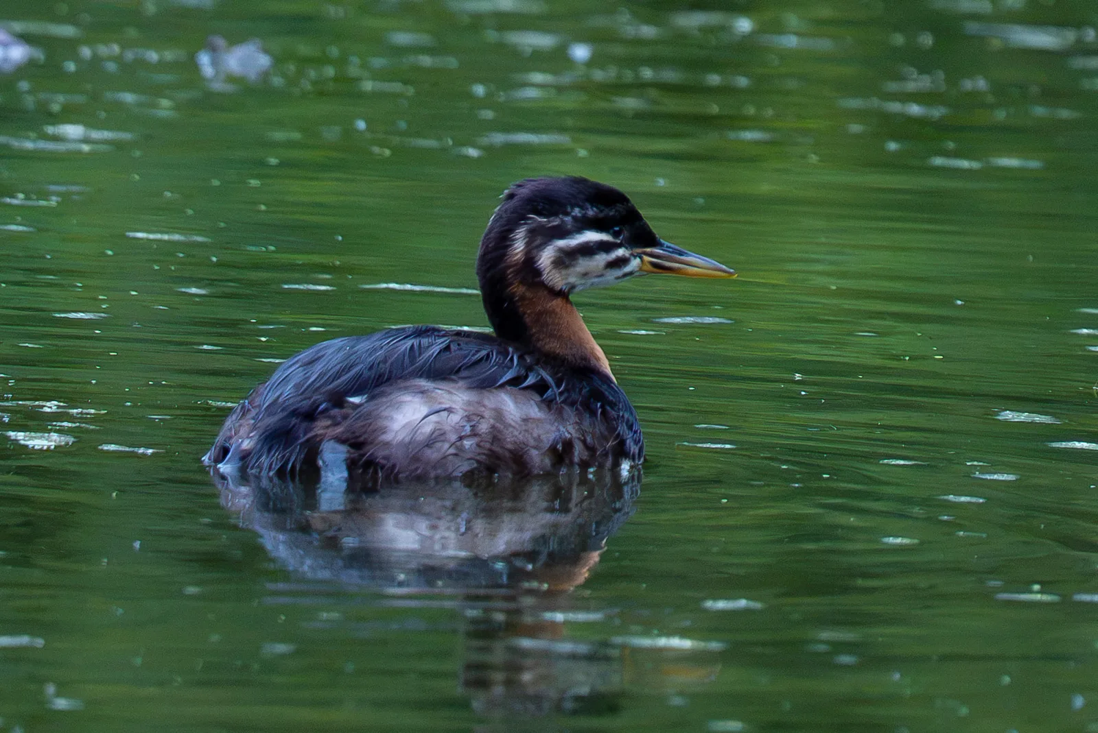 Juvenile grebe with a striped head swimming on calm deep-green water