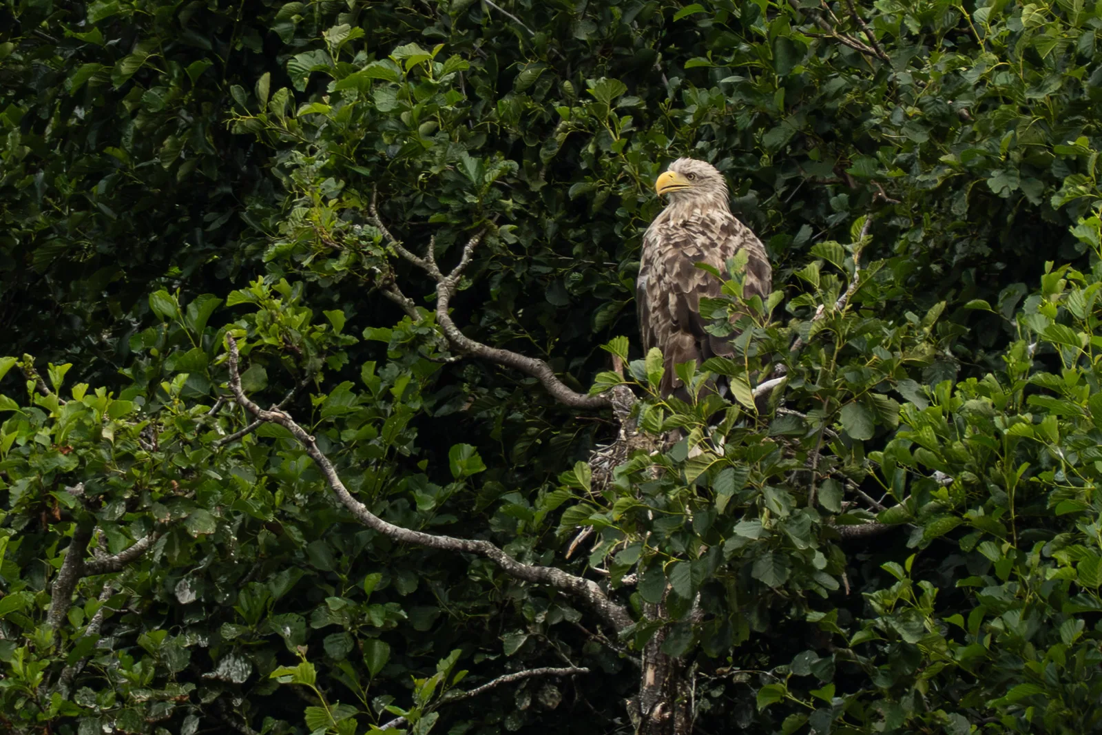 White-tailed eagle perched among dense green leaves looking intently to the side