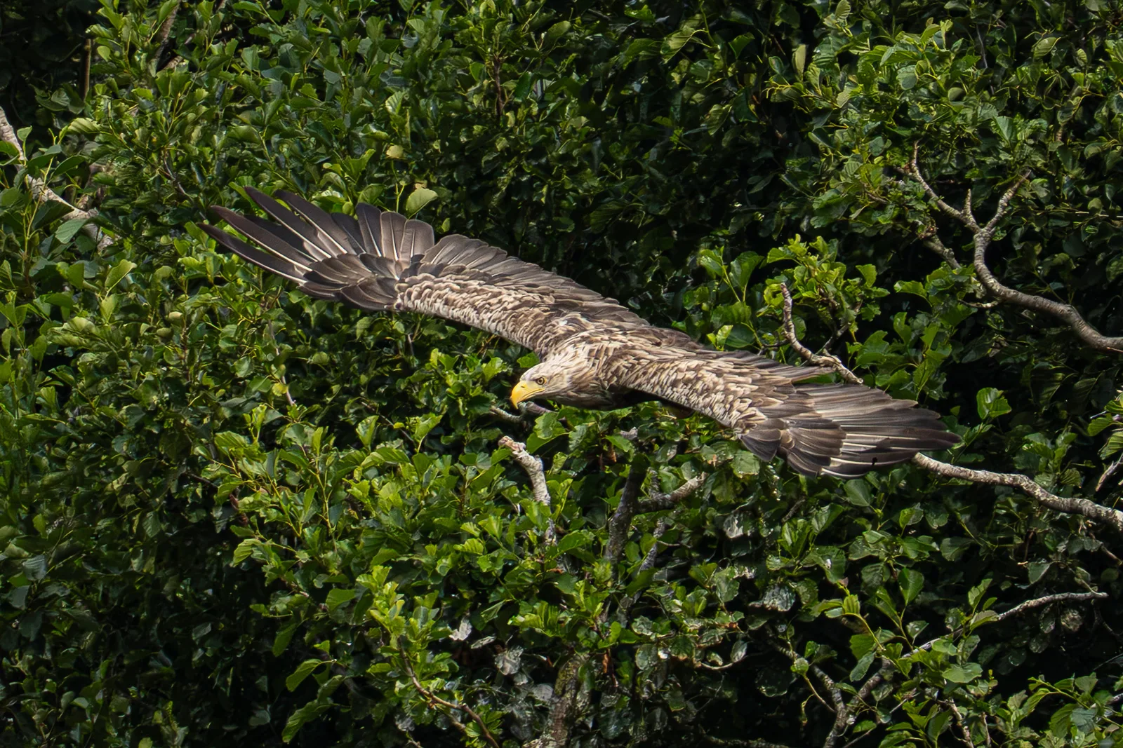 White-tailed eagle gliding past a dark forest canopy with wings fully spread