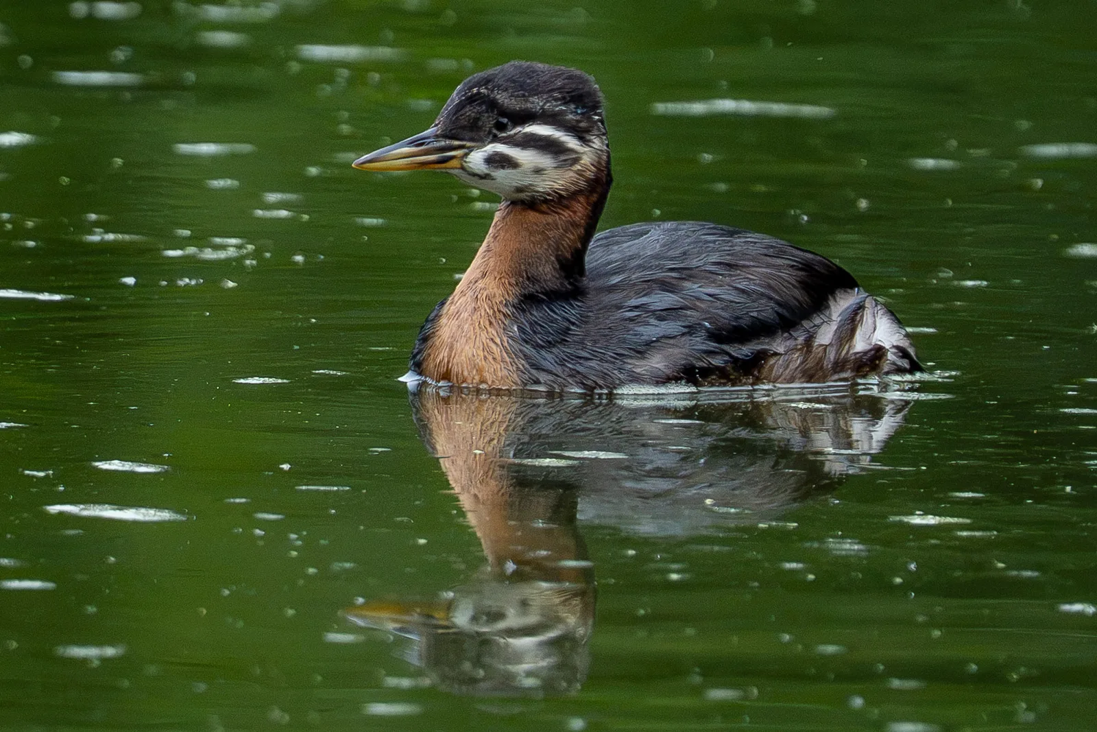 Great crested grebe in profile on deep green reflective water with a clear mirror image
