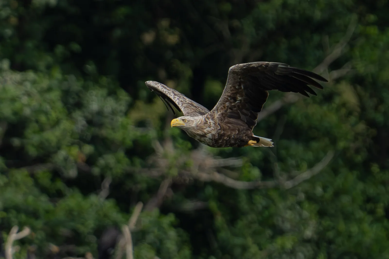 Profile of a white-tailed eagle in flight over a softly blurred forest canopy