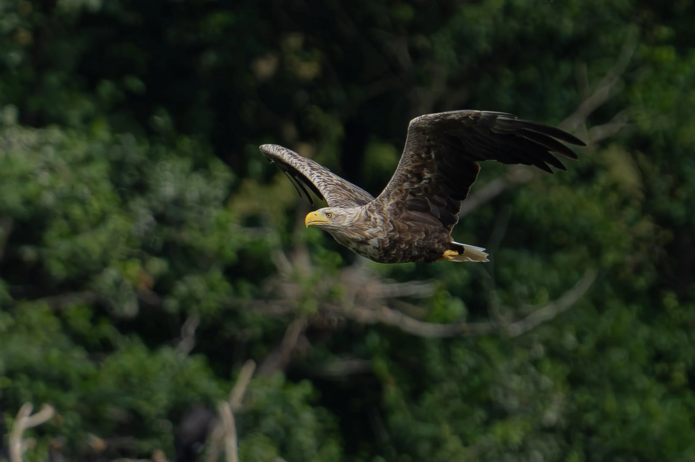 Profile of a white-tailed eagle in flight over a softly blurred forest canopy