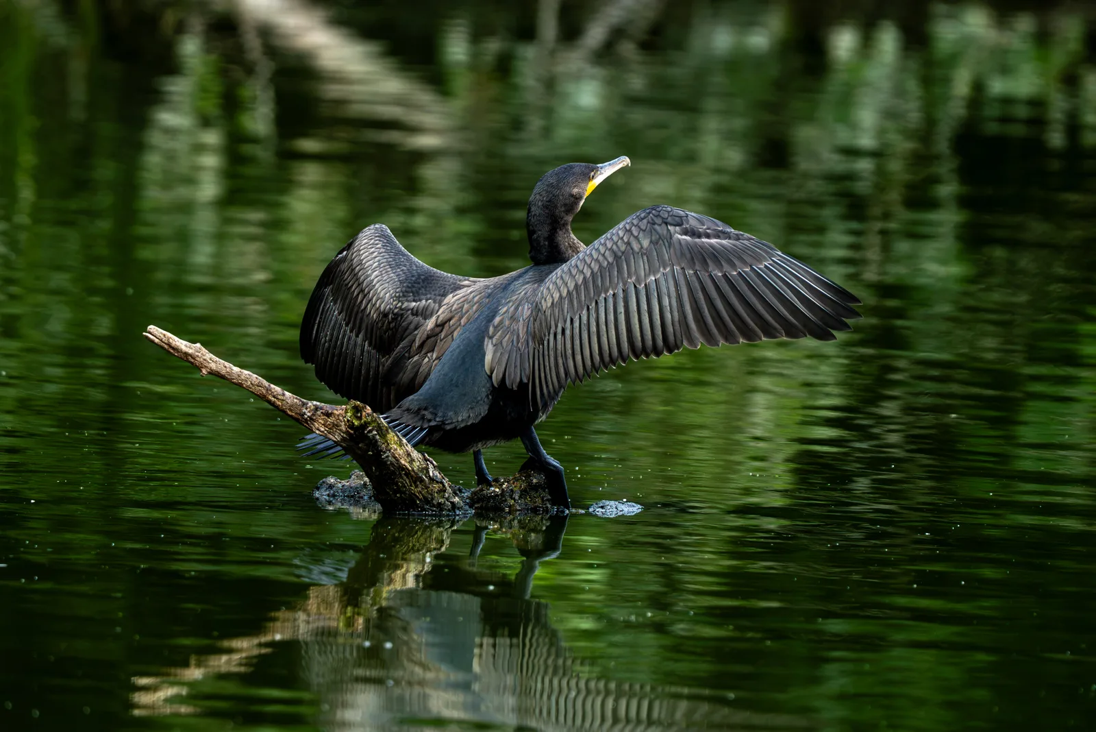 Great cormorant with wings fully spread on a mossy log in dark green water