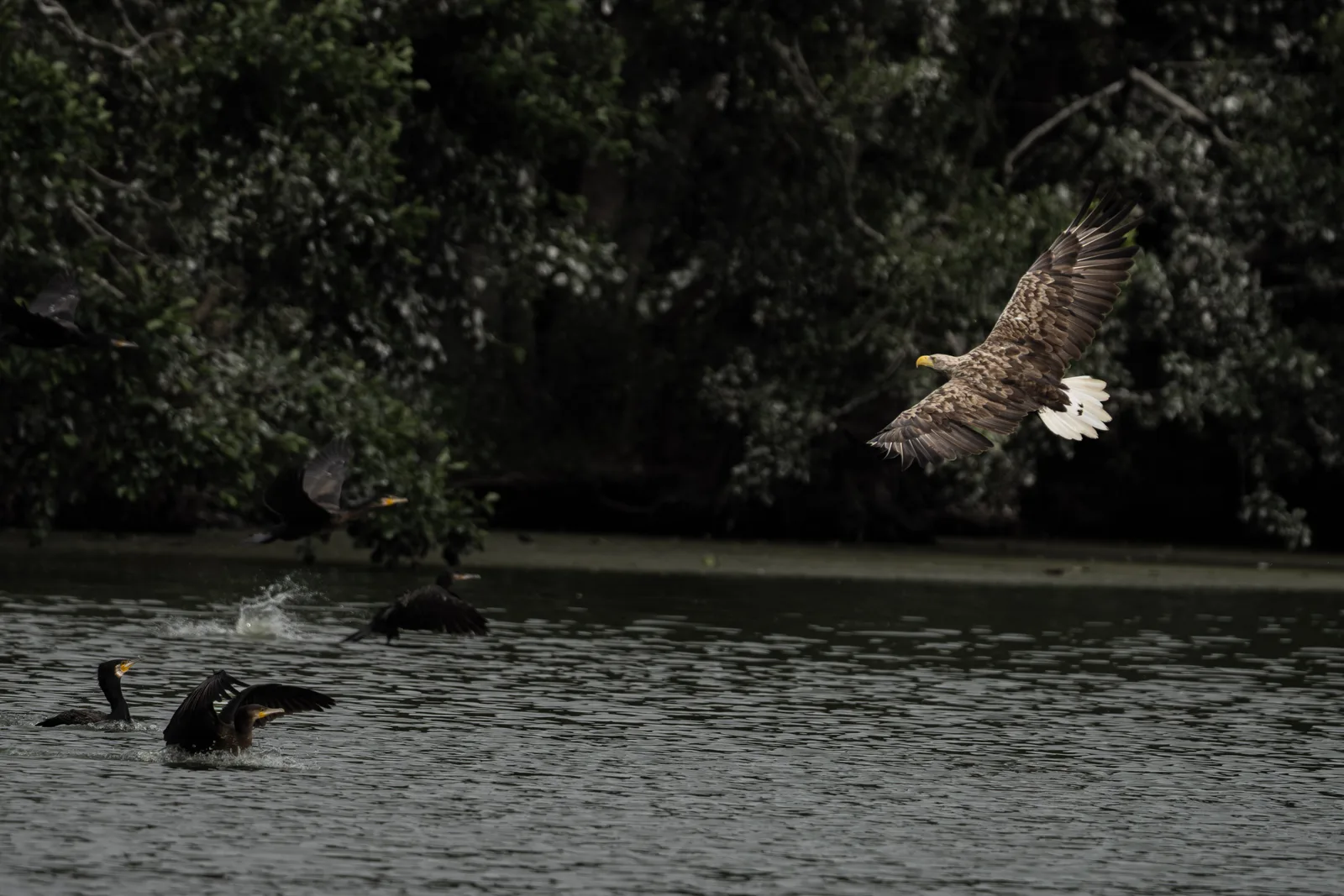 White-tailed eagle flying low over dark water while cormorants splash below