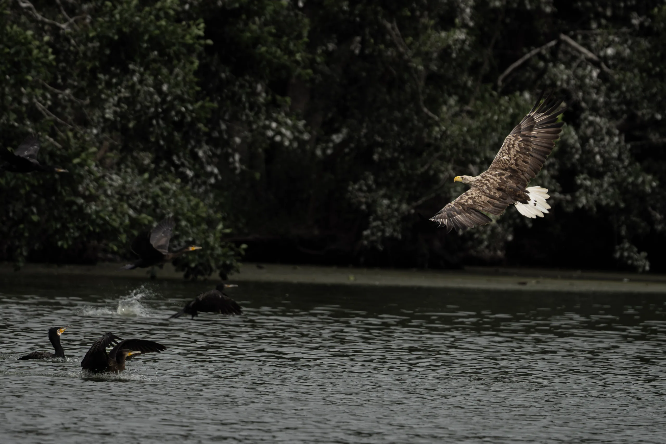 White-tailed eagle flying low over dark water while cormorants splash below