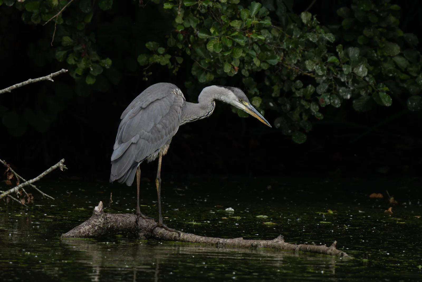 Grey heron perched on a mossy log leaning toward dark water with green duckweed