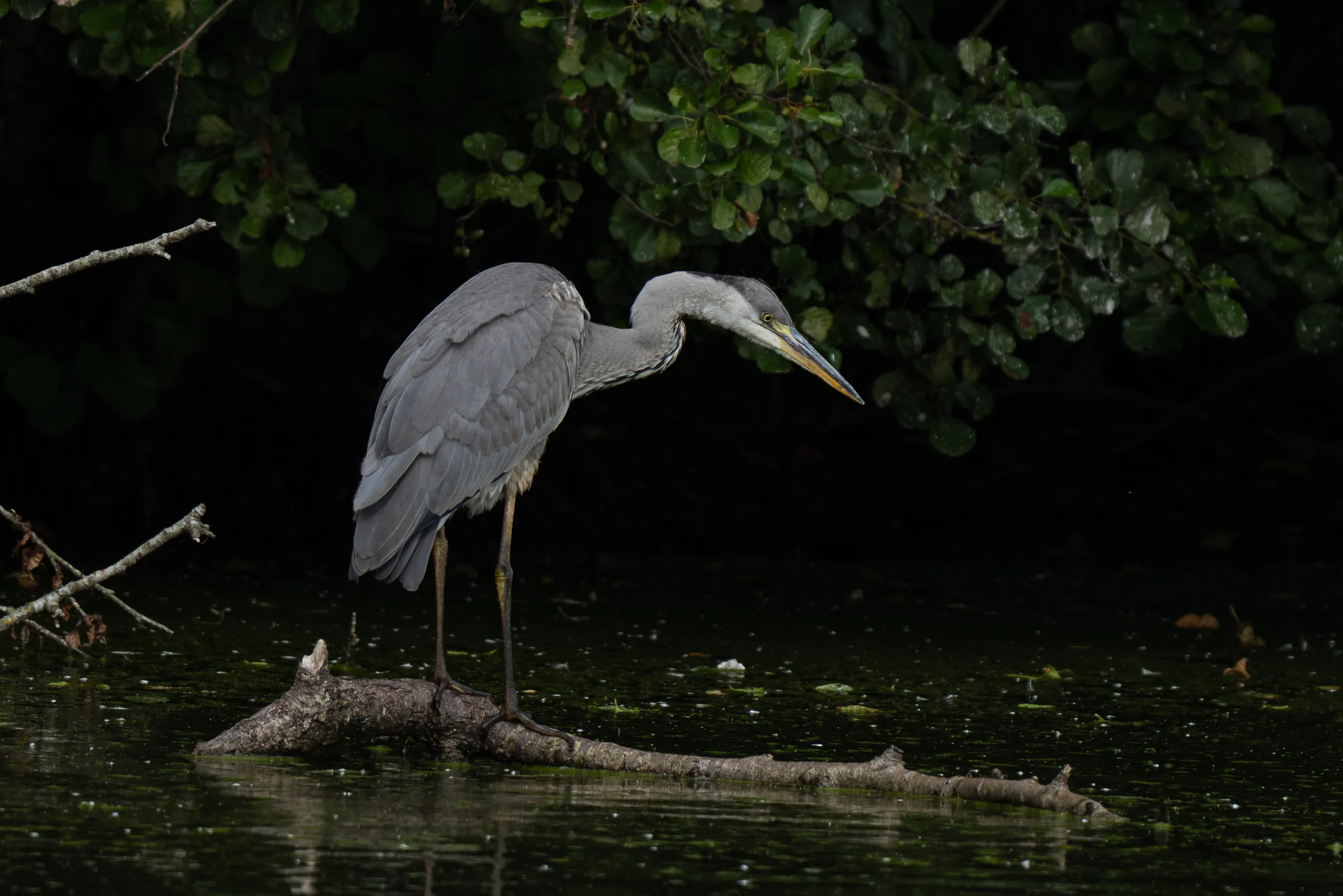 Grey heron perched on a mossy log leaning toward dark water with green duckweed