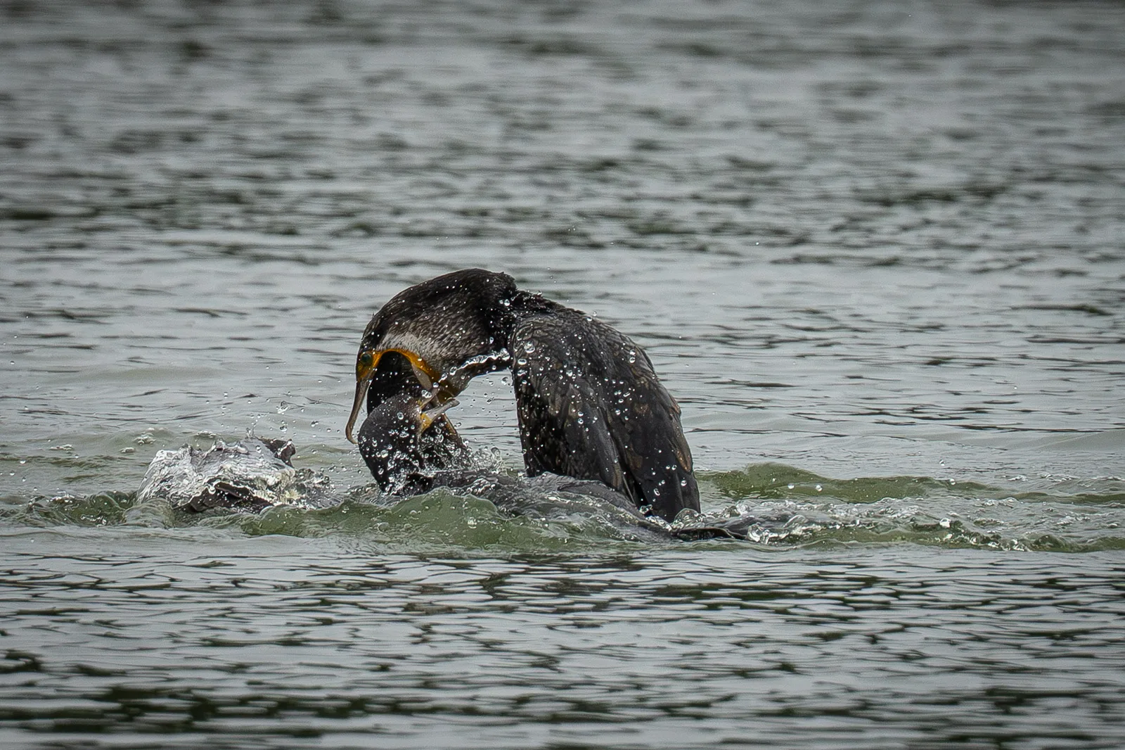 Two great cormorants fighting in open water with a large splash around them
