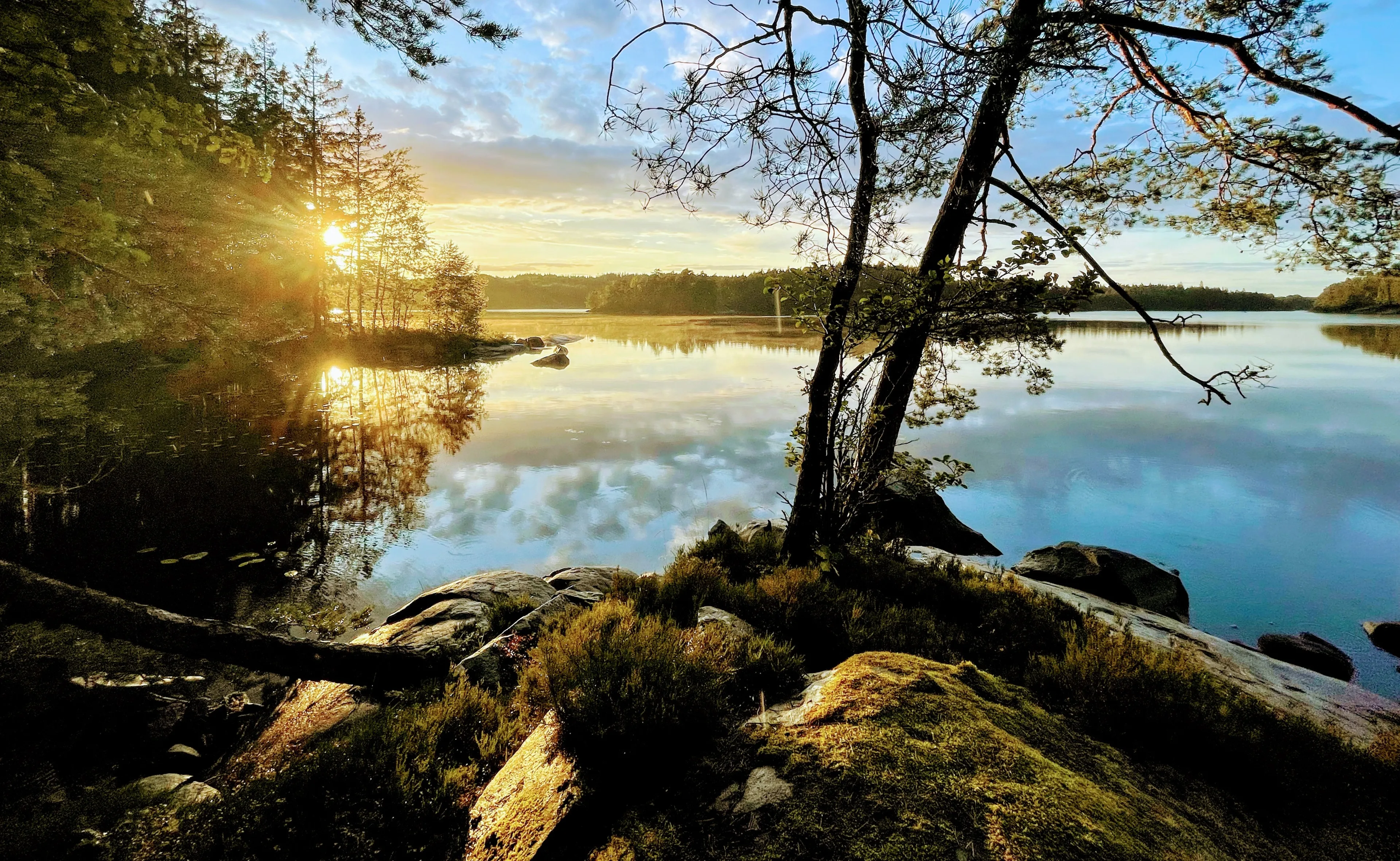 Golden sunrise through trees over a calm lake with mossy rocks in the foreground at Halen Nature Reserve