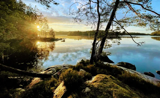 Golden sunrise through trees over a calm lake with mossy rocks in the foreground at Halen Nature Reserve