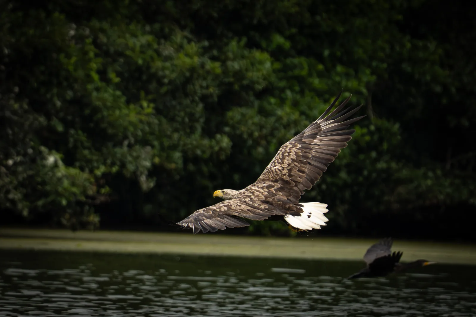 White-tailed eagle flying low over dark water against a dense green forest background