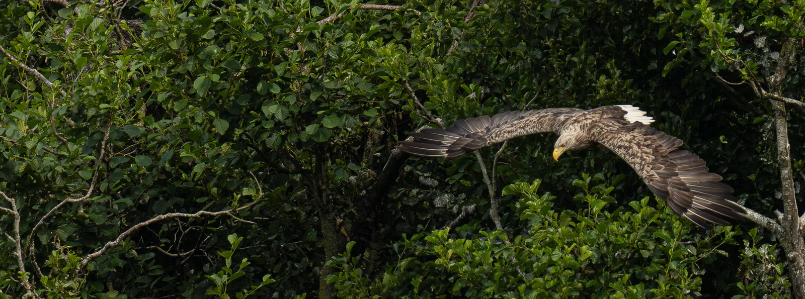 Panoramic photograph of a white-tailed eagle gliding past dense forest foliage