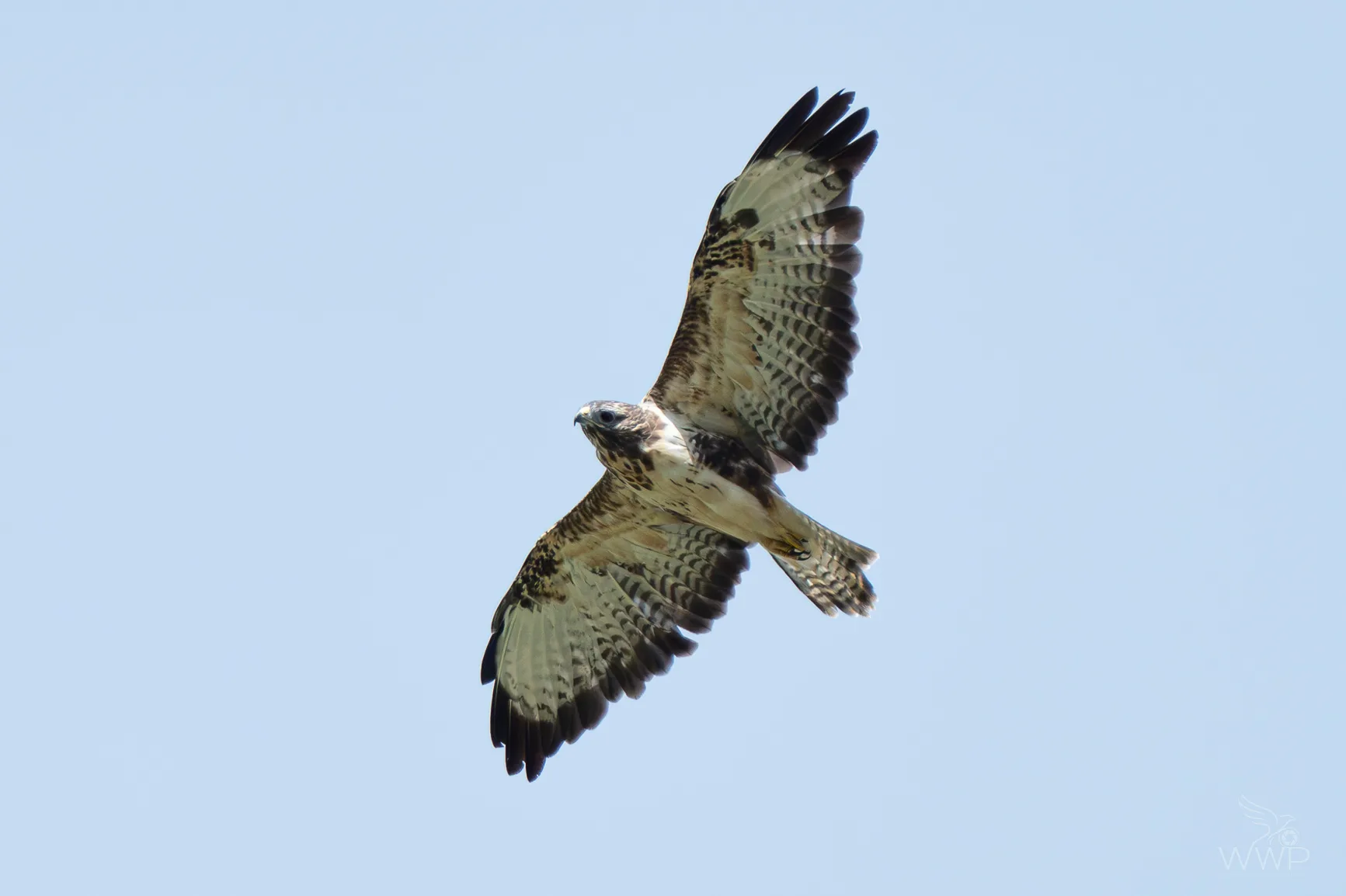 Underside view of a Common Buzzard in flight with outstretched wings against a pale blue sky.