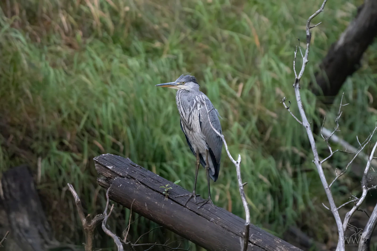 A Grey Heron perched upright on a dark wooden log against a soft-focus green grassy background.