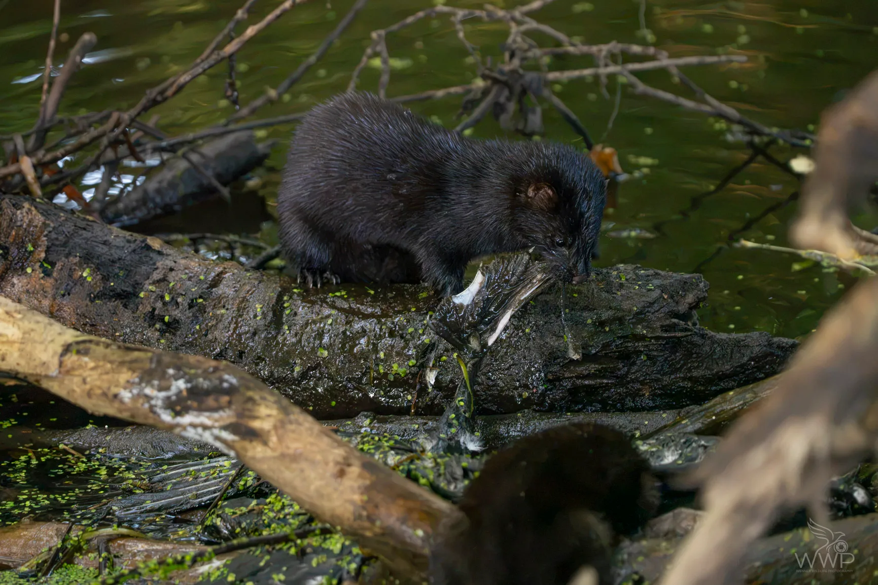 A dark American mink standing on a mossy log over green duckweed water while eating prey.