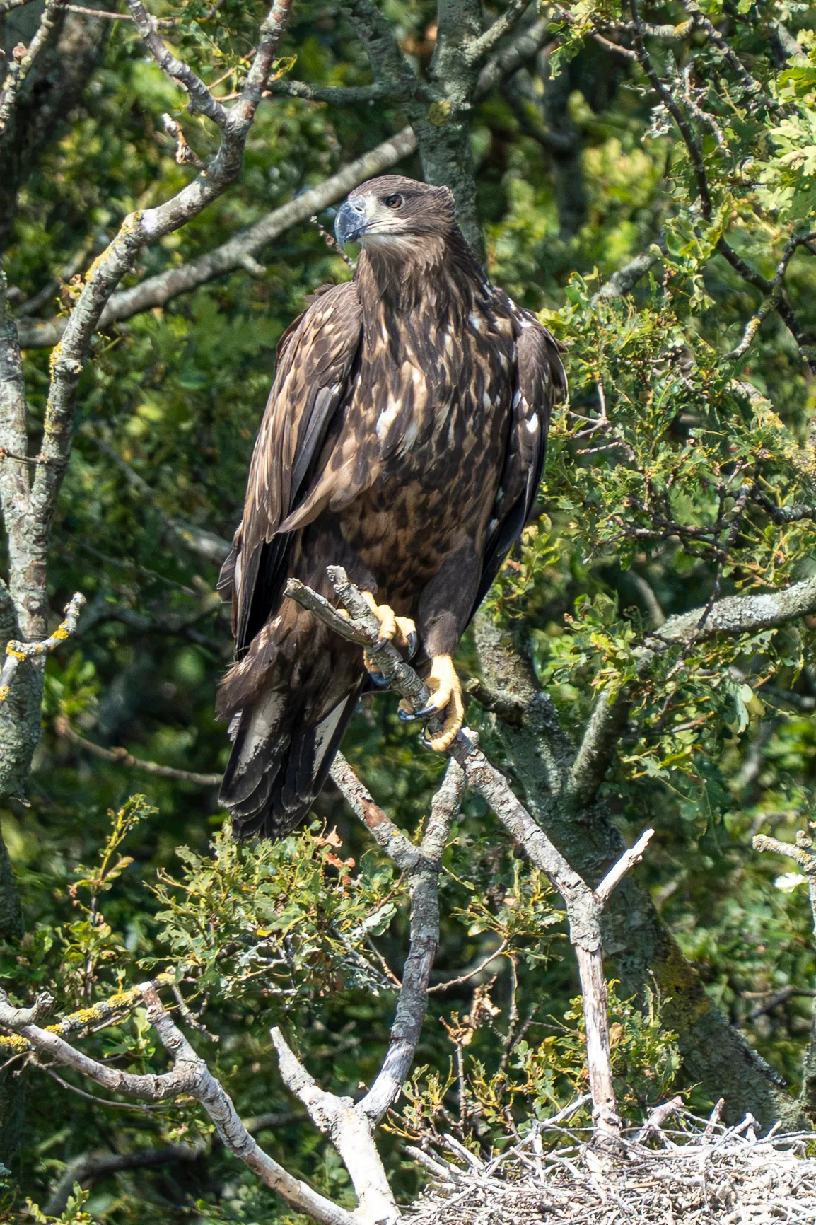 A juvenile white-tailed eagle with dark brown streaked plumage and yellow legs perches on a tree branch above a nest.