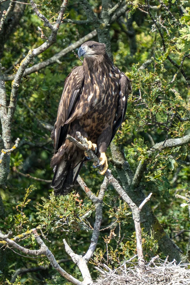 A juvenile white-tailed eagle with dark brown streaked plumage and yellow legs perches on a tree branch above a nest.