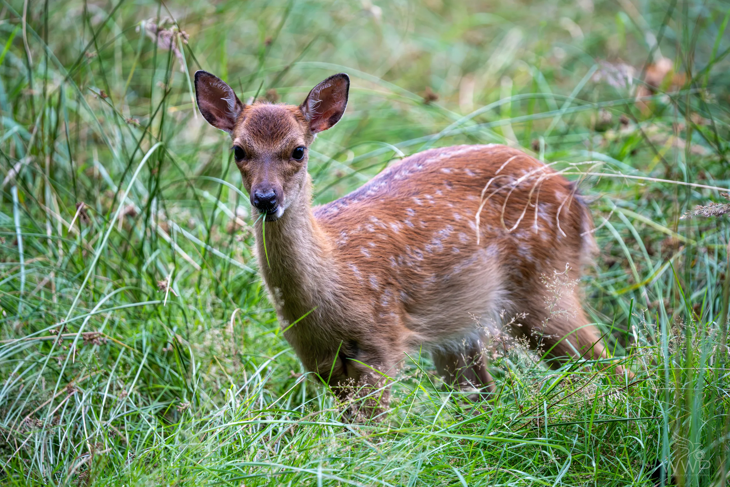 A young reddish-brown fawn covered in white spots stands in green grass looking ahead with a blade of grass in its mouth.