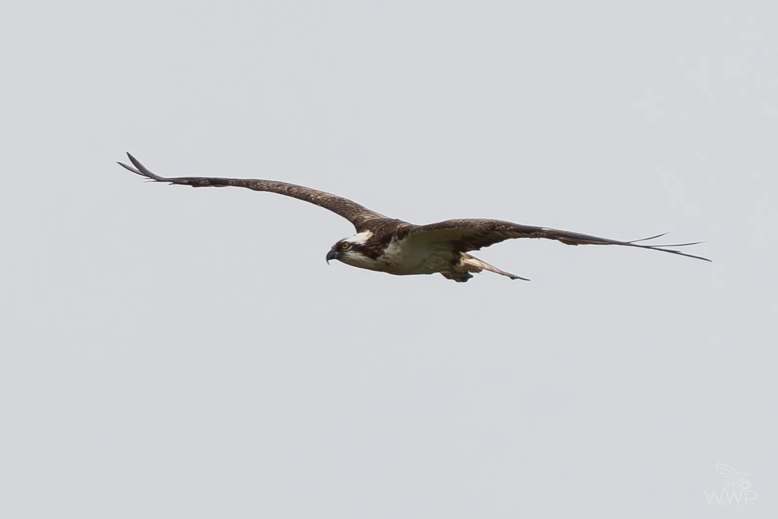 An Osprey seen from the side in mid-flight with extended wings against a pale, featureless gray sky.