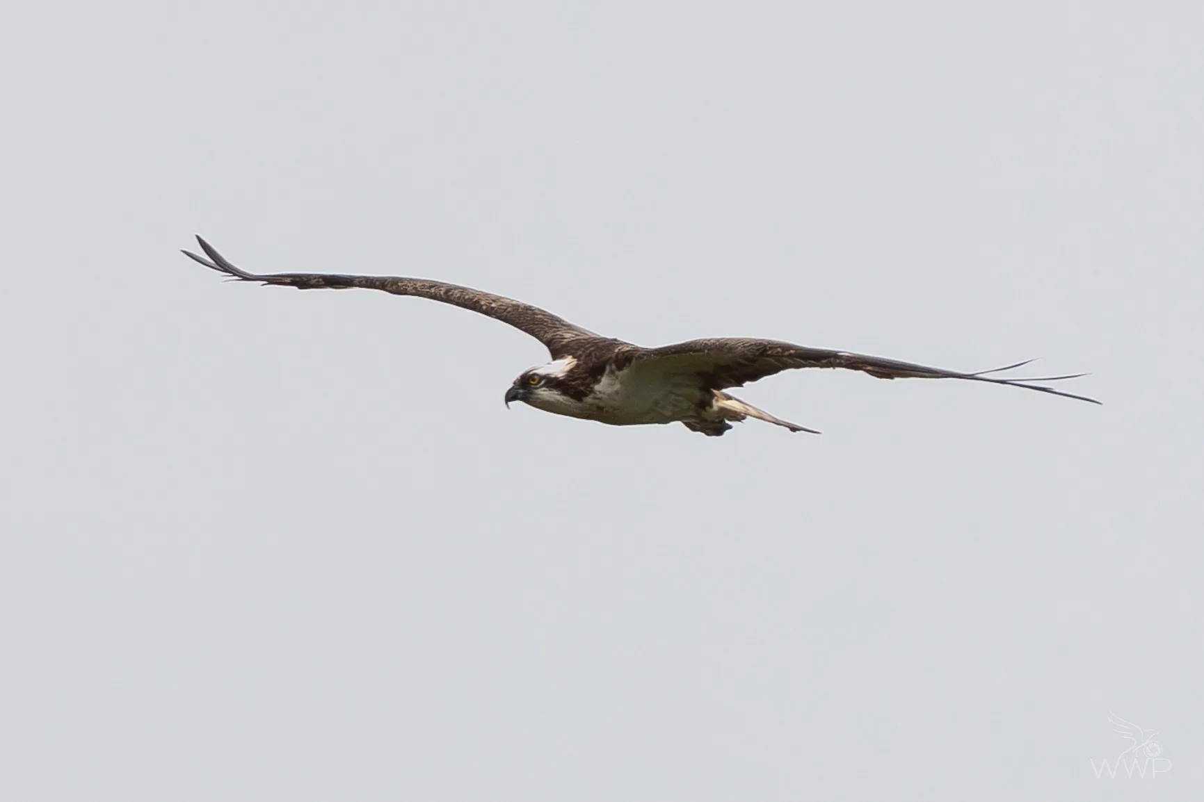 An Osprey seen from the side in mid-flight with extended wings against a pale, featureless gray sky.