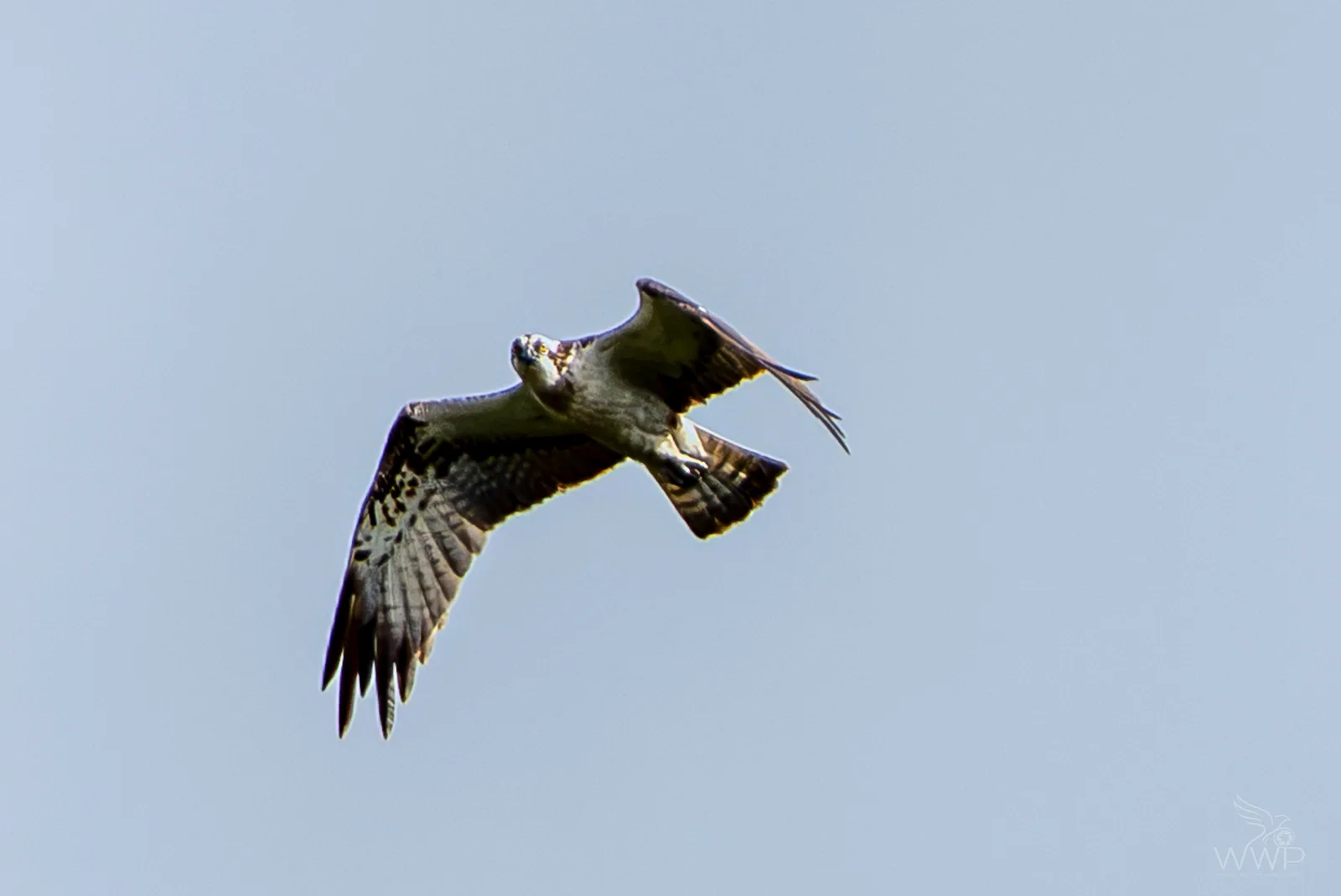 An Osprey soaring overhead against a pale sky, seen from directly below with wings outstretched.