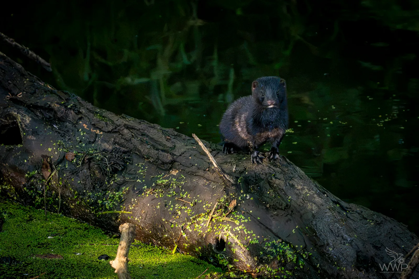 A dark American mink perched on a fallen mossy tree trunk above a green duckweed pond looking directly forward.