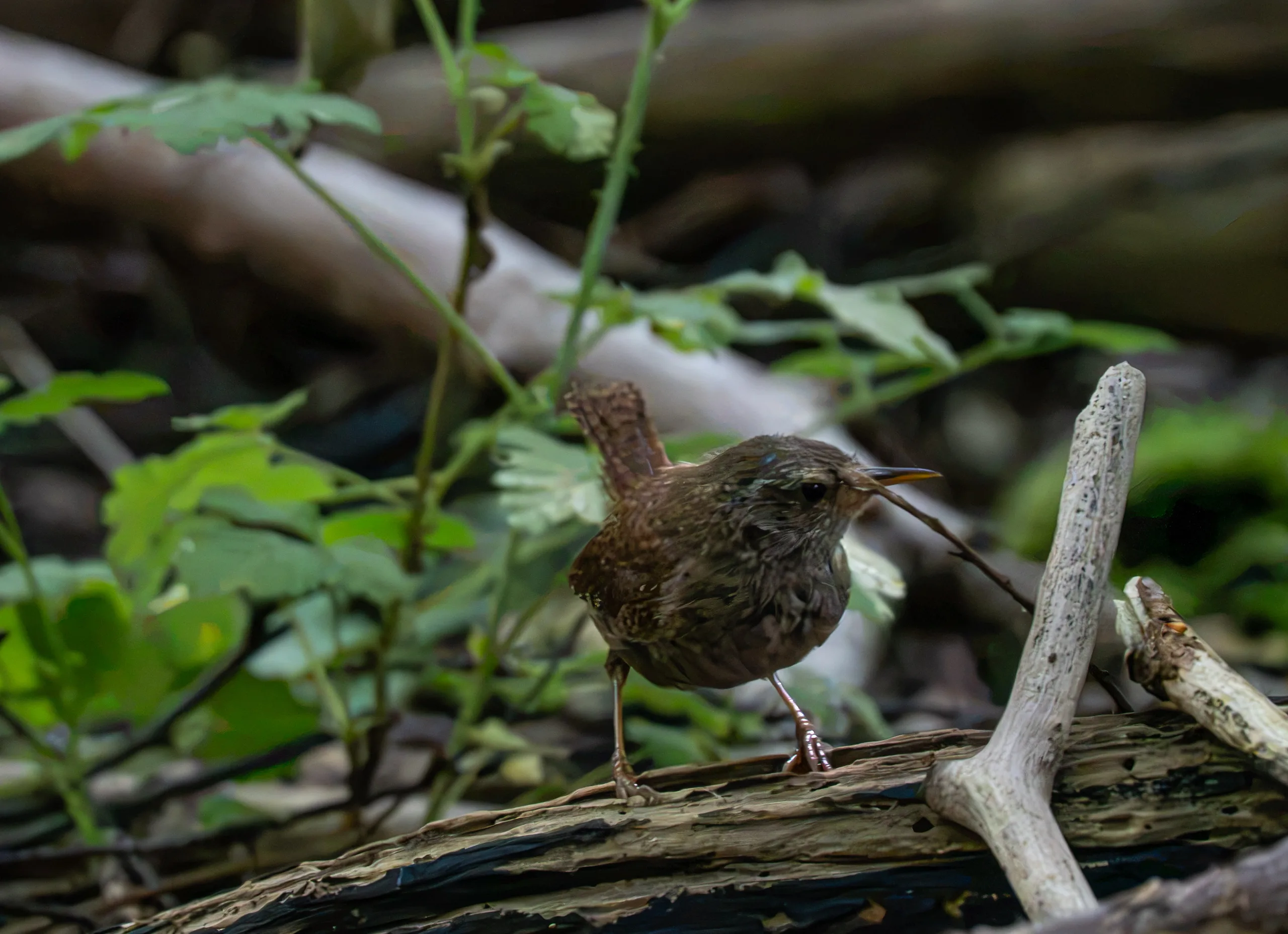 A tiny brown Eurasian Wren with an upright tail standing on a fallen log in dense green undergrowth, holding prey in its beak.